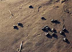 Schildkrötenrennen in Monterrico